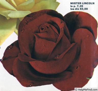'Mister Lincoln' rose photo