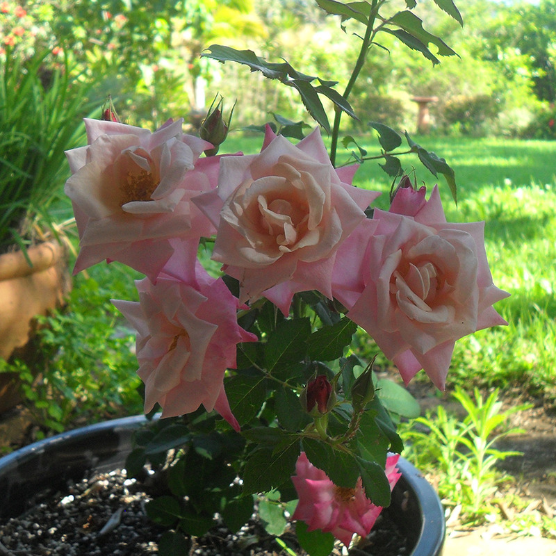 'Botanica (floribunda, Thomson, 1997)' rose photo