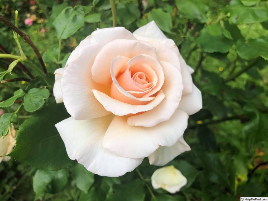 'Rose of Rosalie' rose photo