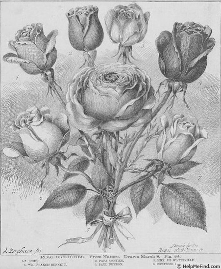 'Comtesse de Frigneuse' rose photo