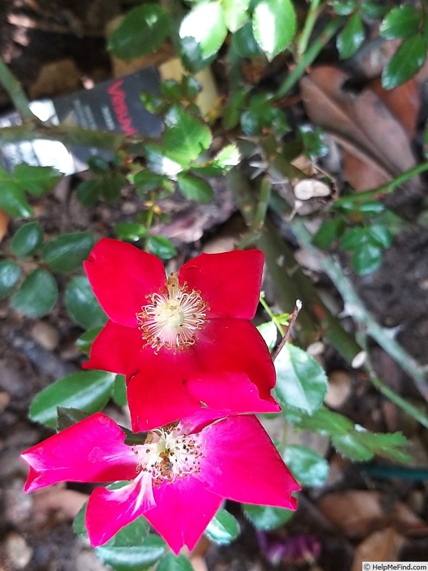 'Vesuvia ®' rose photo