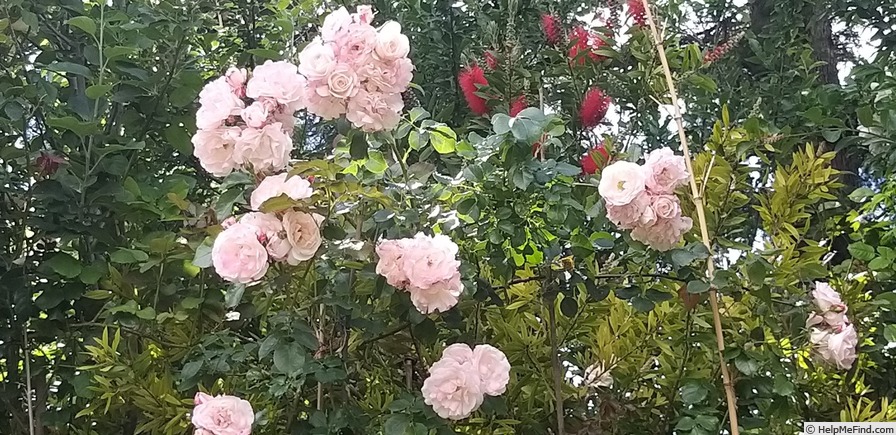 'Rosenstadt Freising ®' rose photo