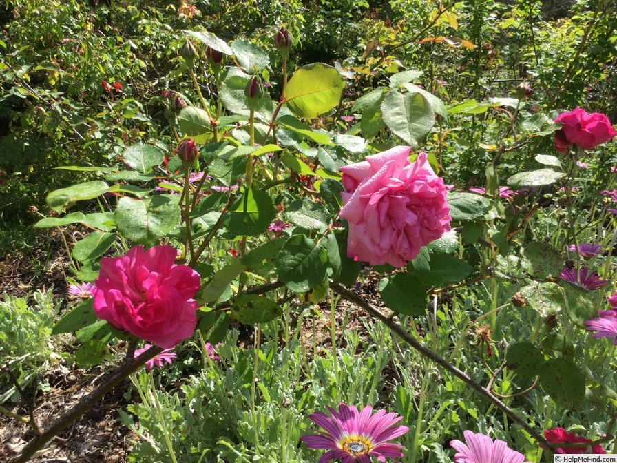 'Climbing Wootton' rose photo