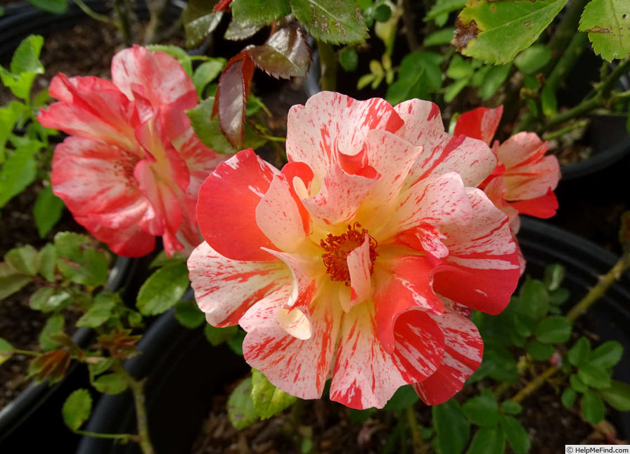 'Alfred Sisley ™' rose photo
