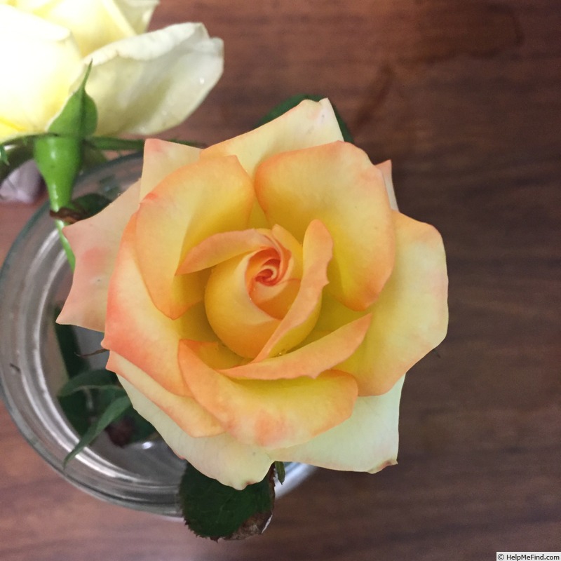 'Hello Gorgeous!' rose photo