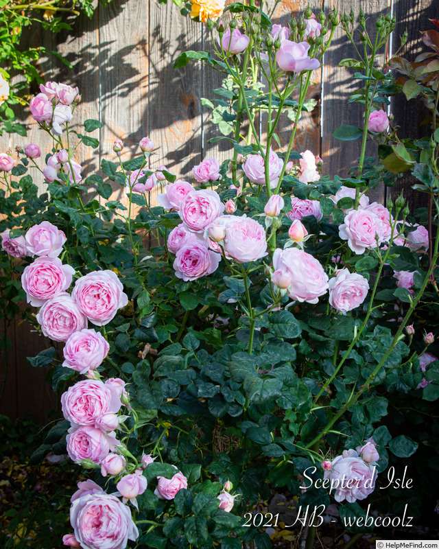 'Scepter'd Isle ®' rose photo