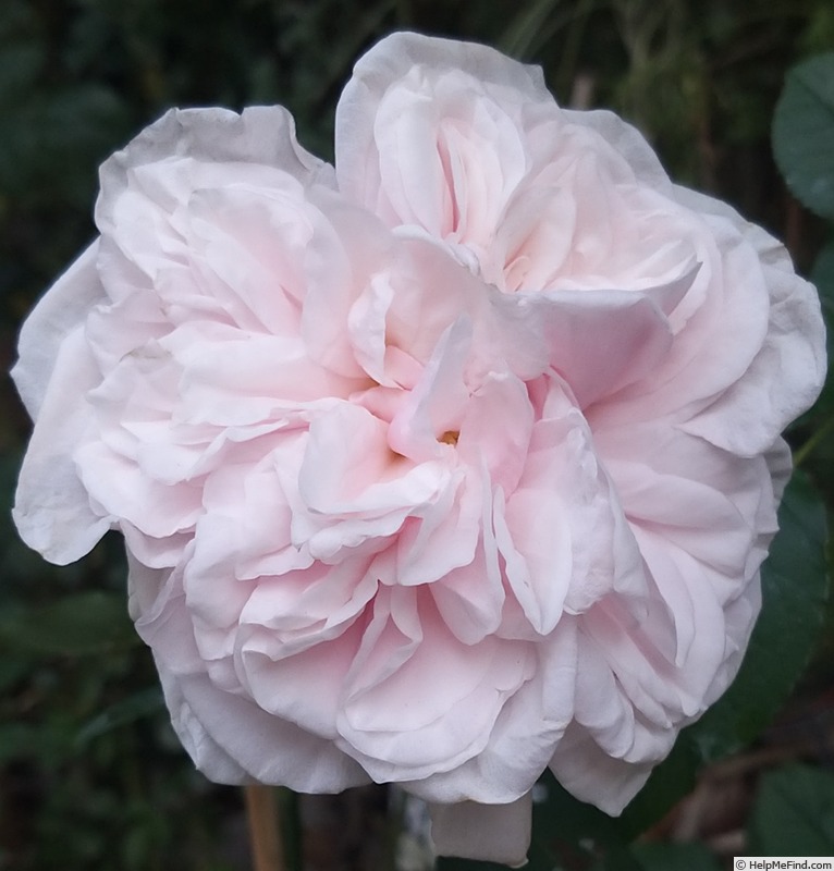 'Souvenir de la Malmaison' rose, click to enlarge 'Souvenir de la Malmaison' rose photo