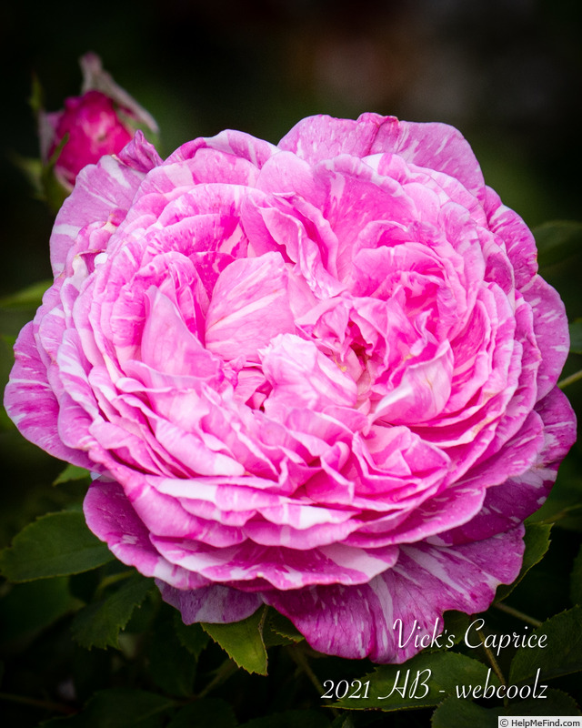 'Vick's Caprice' rose photo