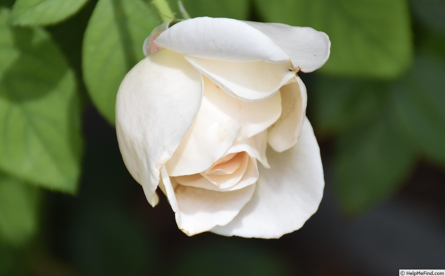 'Eden's Apricot Blaise' rose photo