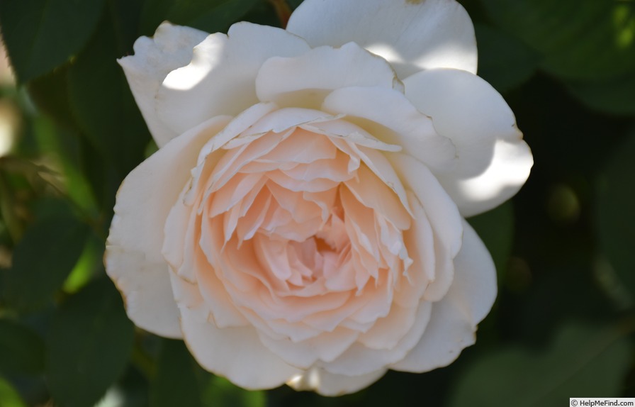 'Eden's Apricot Blaise' rose photo