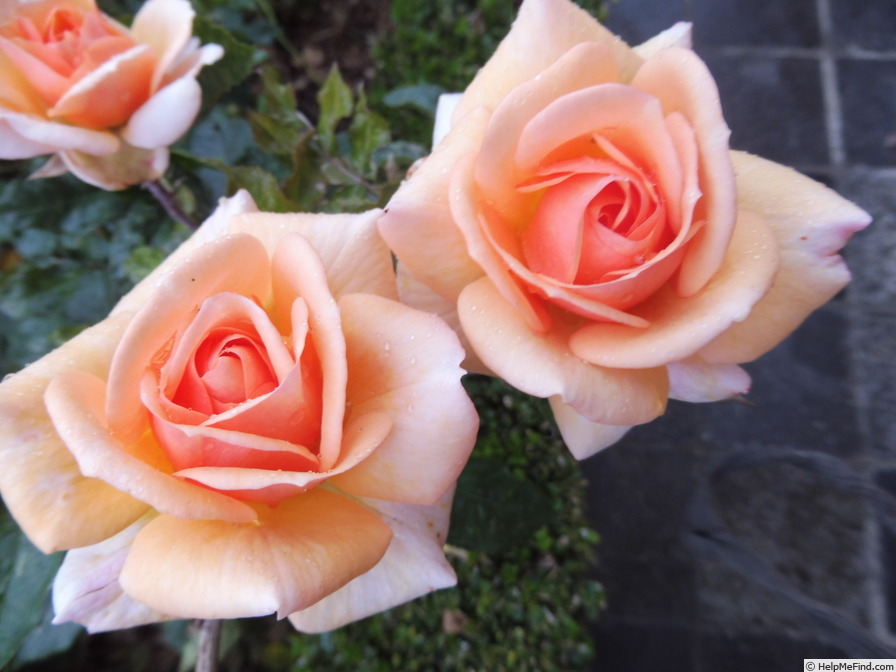 'Sweet Honey ® (floribunda, Kordes 2004/15)' rose photo