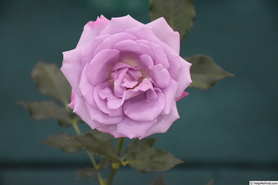 'Gra's Blue' rose photo