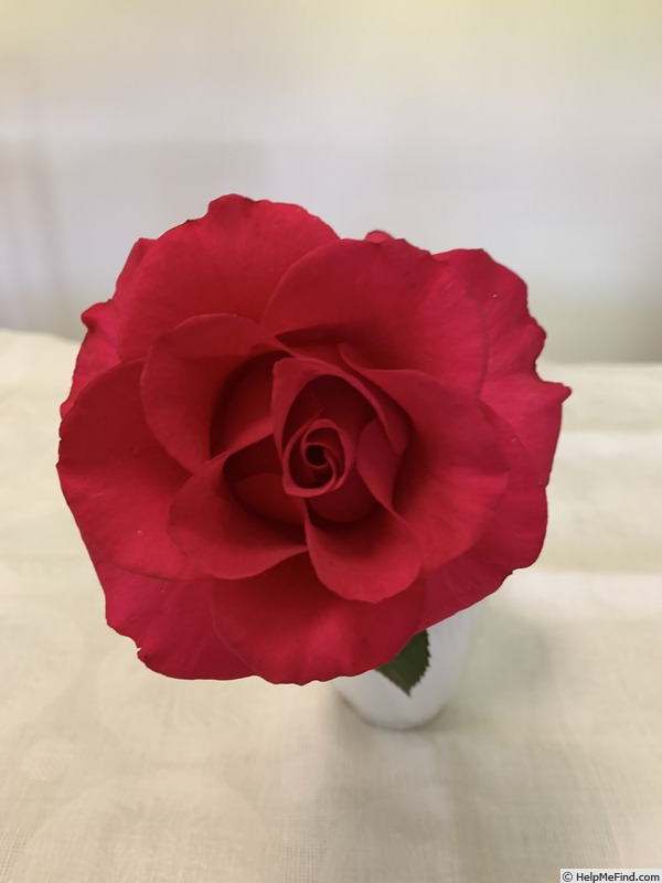 'Kathie' rose photo