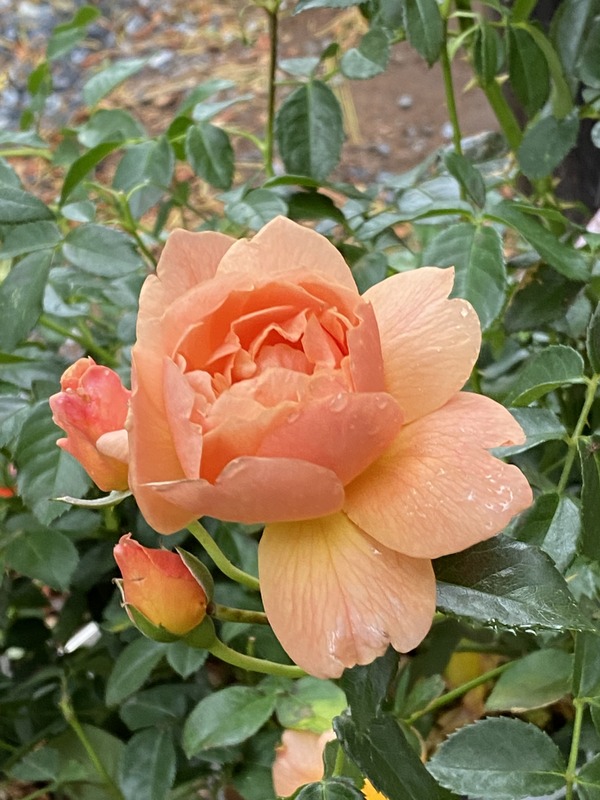 'Rose At Last™' rose photo