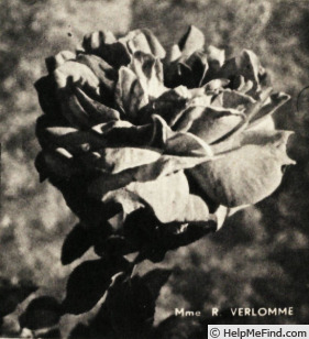 'Madame Roger Verlomme' rose photo