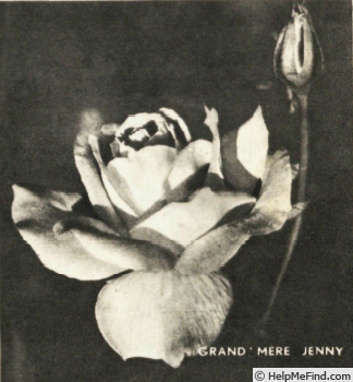 'Grand'mère Jenny' rose photo