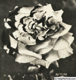 'Altesse (hybrid tea, Meilland, 1950)' rose photo
