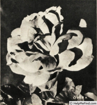 'Opera (hybrid tea, Gaujard, 1948)' rose photo