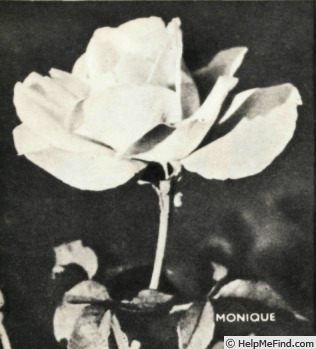 'Monique (hybrid tea, Paolino, 1937)' rose photo