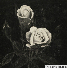 'La Rose d'Or Soeur Thérèse' rose photo