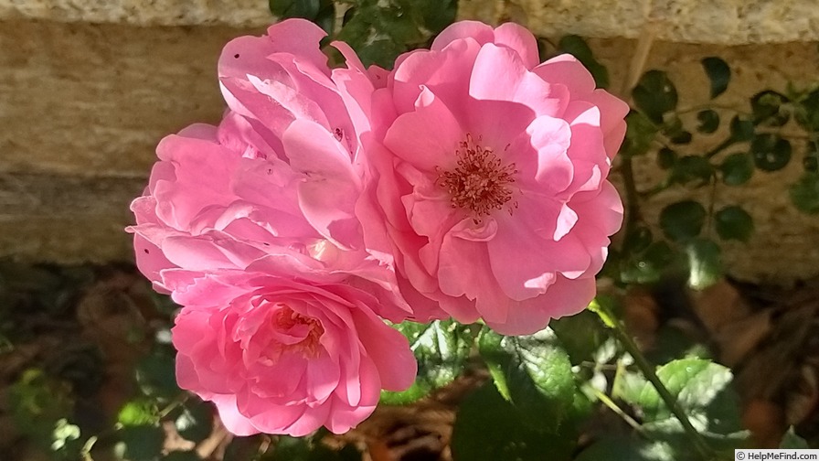 'Deborah ® (floribunda, Meilland, 1989)' rose photo