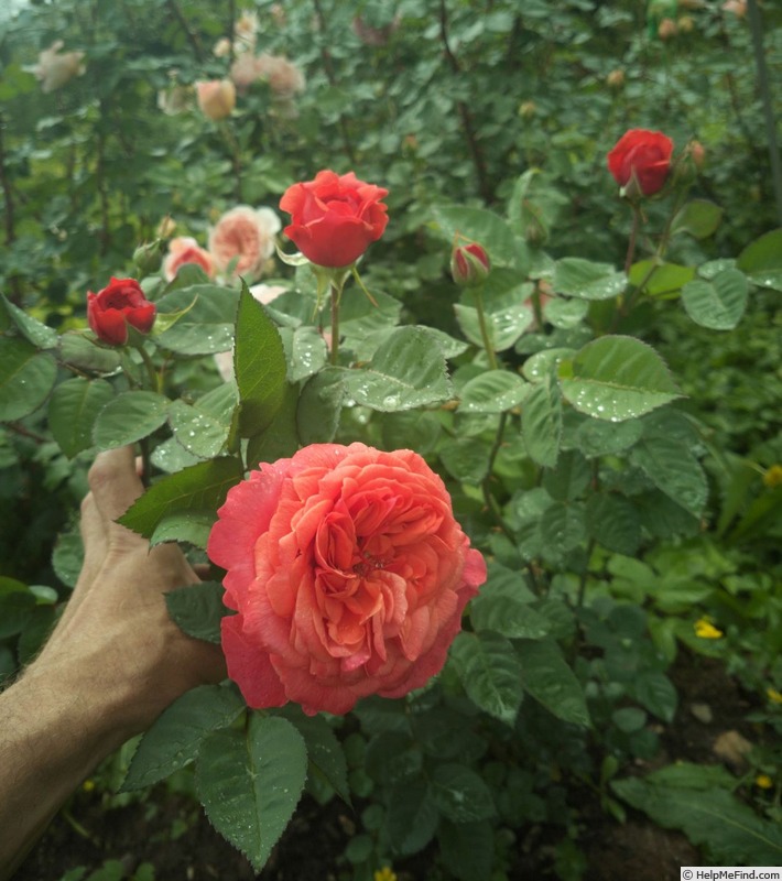 'JĀNIS' rose photo