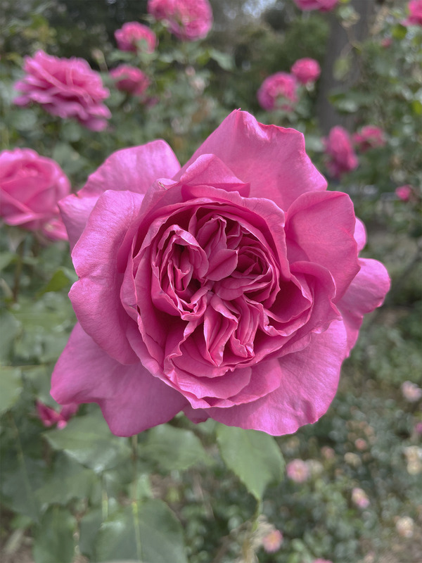 'Emily Rhodes' rose photo