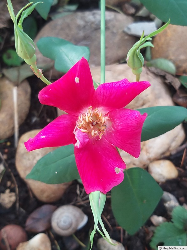 '<i>Rosa chinensis</i> sanguinea' rose photo