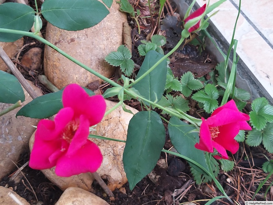 '<i>Rosa chinensis</i> sanguinea' rose photo