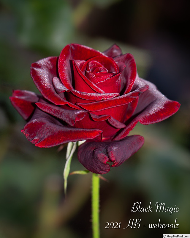 'Black Magic ® (hybrid tea, Evers/Tantau, 1995)' rose photo