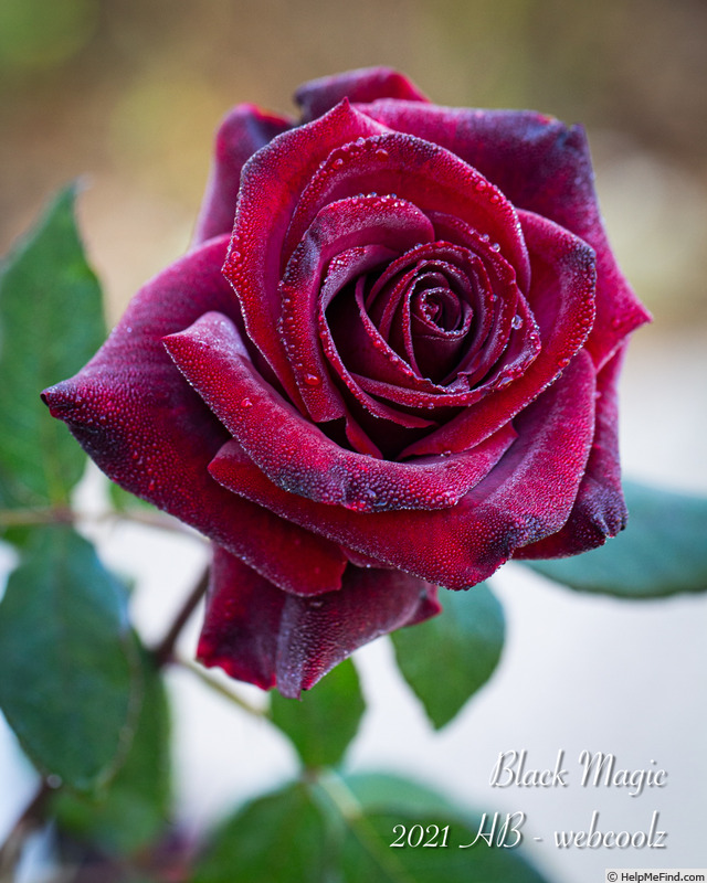 'Black Magic ® (hybrid tea, Evers/Tantau, 1995)' rose photo