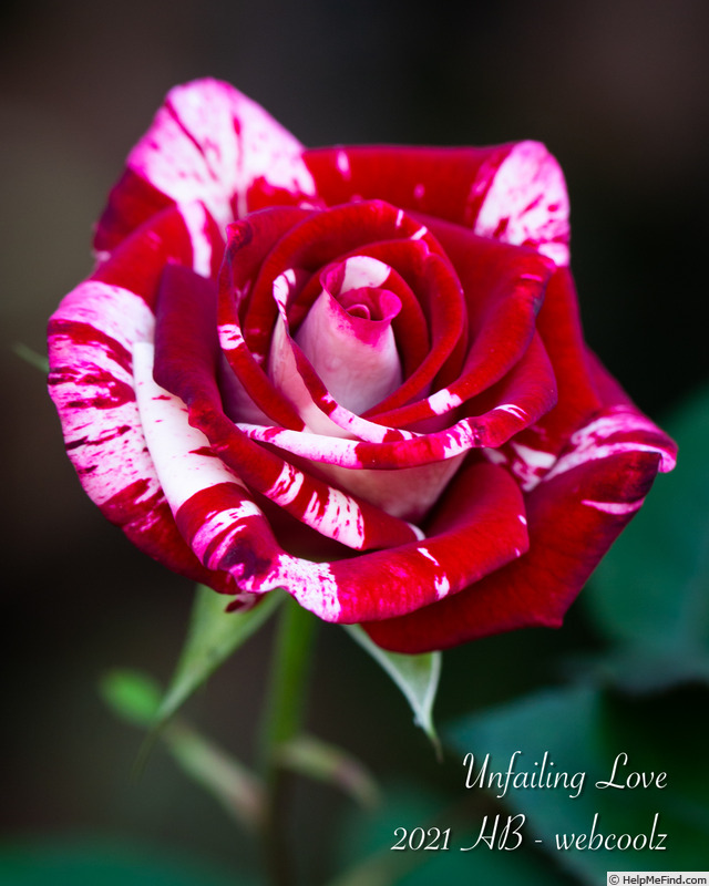 'Unfailing Love' rose photo