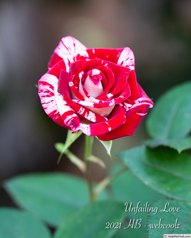'Unfailing Love' rose photo