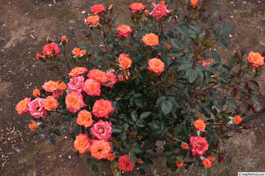 'Patio Flame (miniature, Olesen, 1983)' rose photo