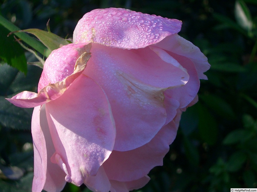 'Queen Elisabeth (hybrid tea, Lammerts before 1951)' rose photo