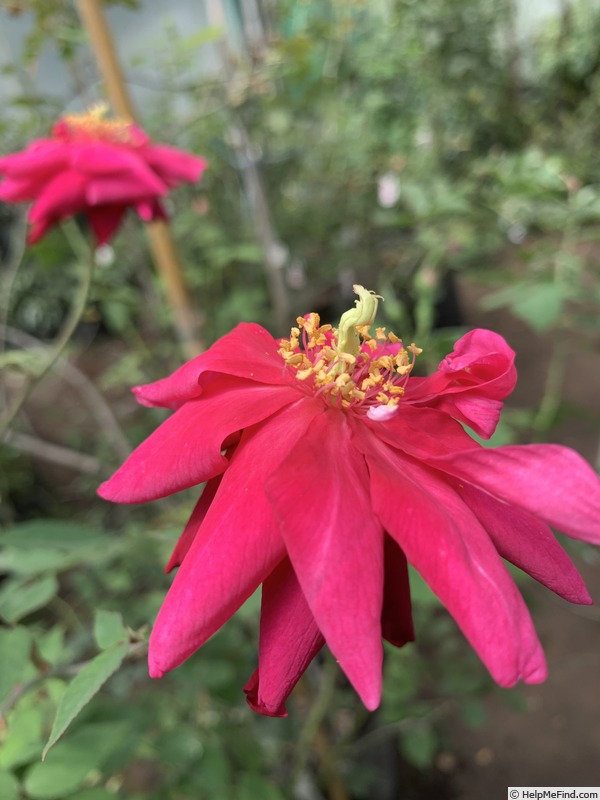 'Bhavani Nymph™' rose photo