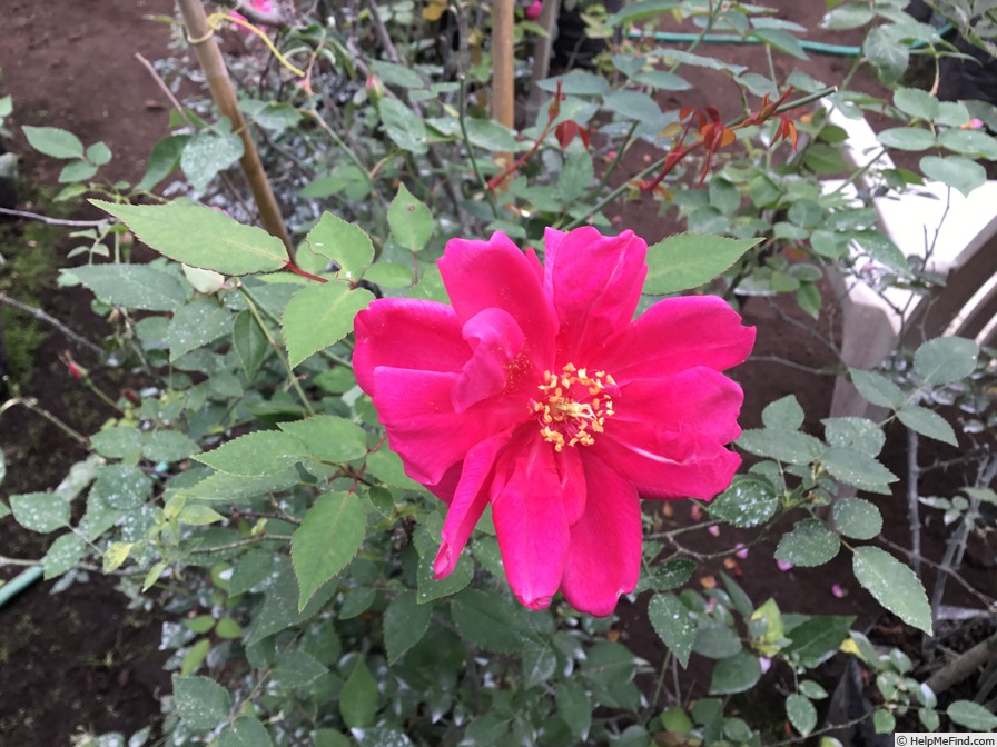 'Bhavani Nymph™' rose photo