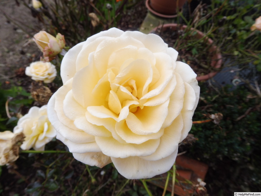 'Téléthon ®' rose photo