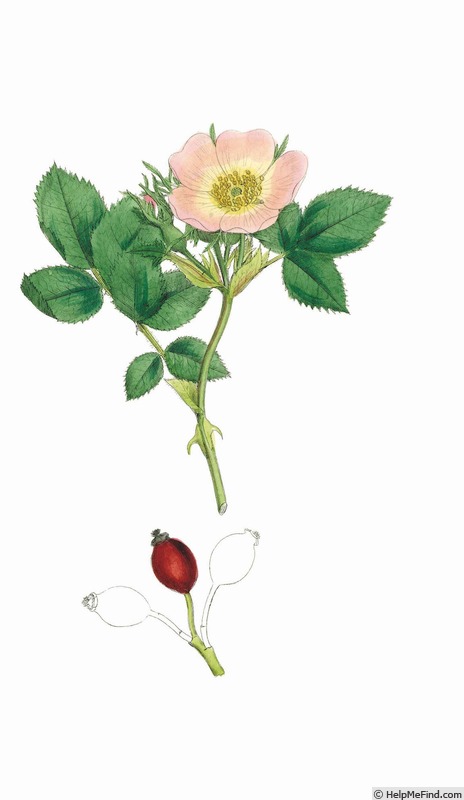 '<i>Rosa borreri</i> Woods' rose photo