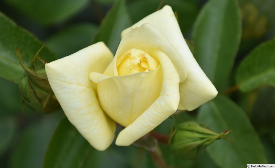 'Limona ® (hybrid tea, Kordes, 2005/16)' rose photo