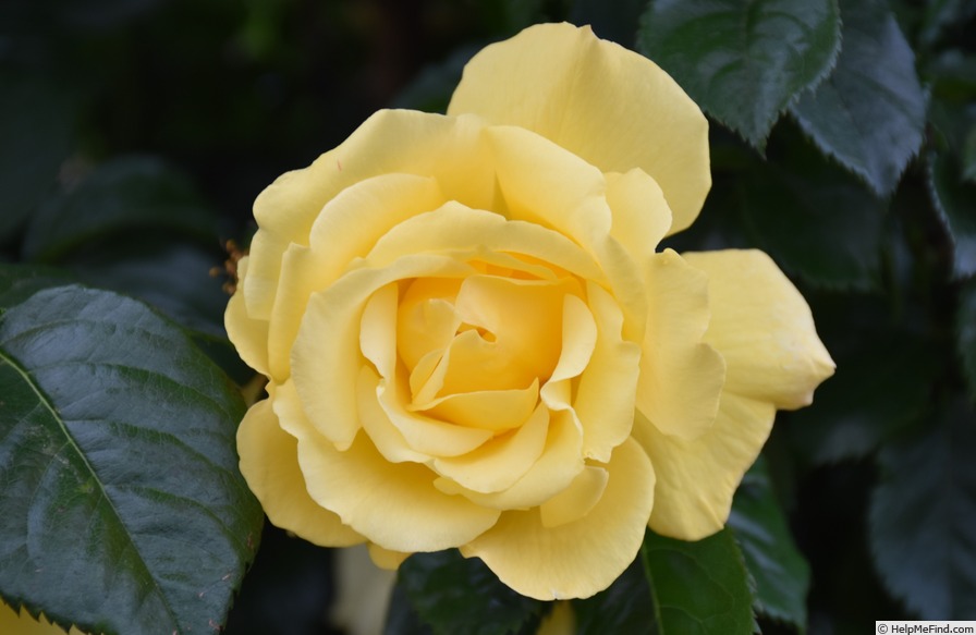 'Lancelot (climber, Evers/Tantau, 1999)' rose photo