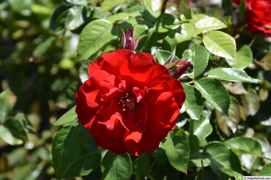 'Paprika (shrub, Evers/Tantau, 2006/11)' rose photo