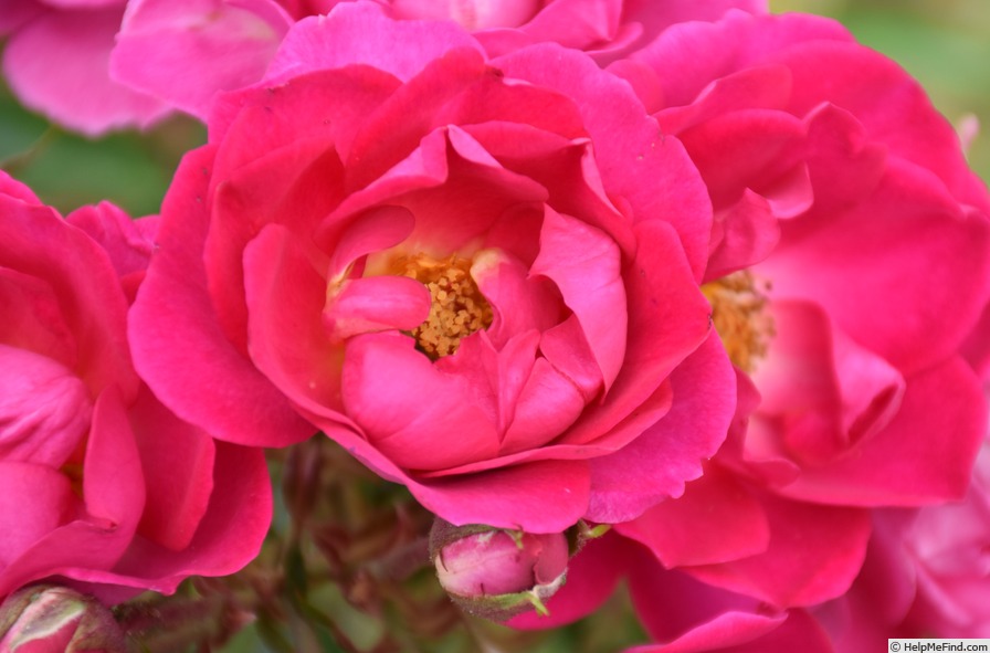 'Delizia ®' rose photo