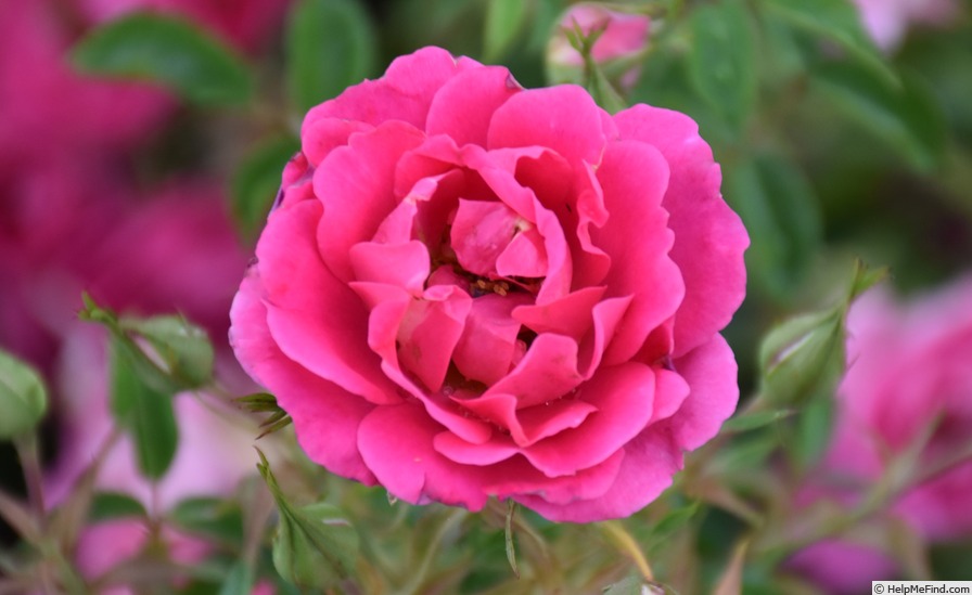 'Delizia ®' rose photo
