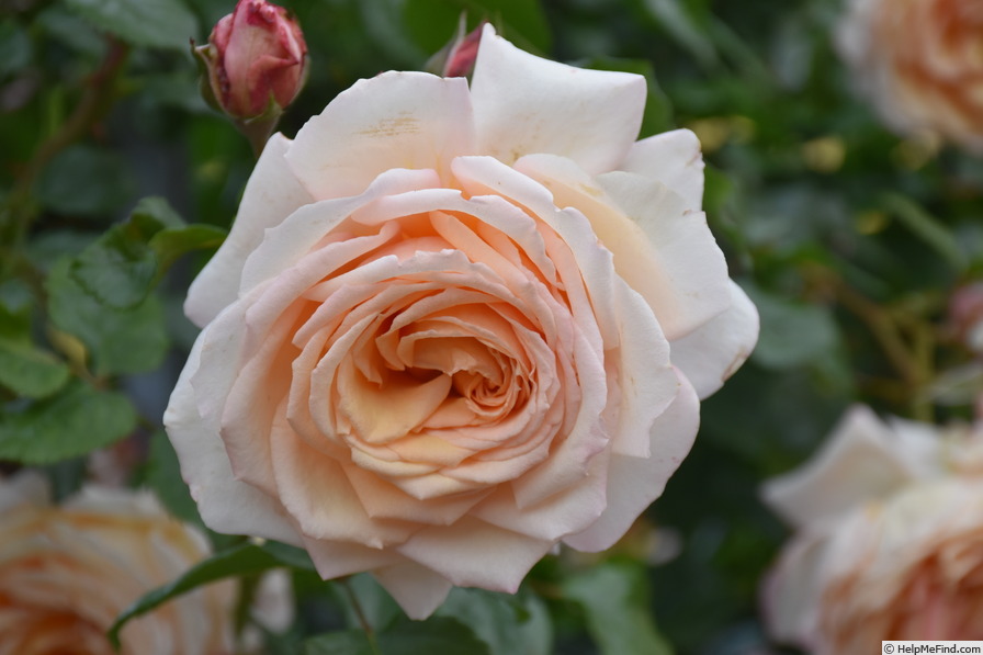 'TANbak' rose photo