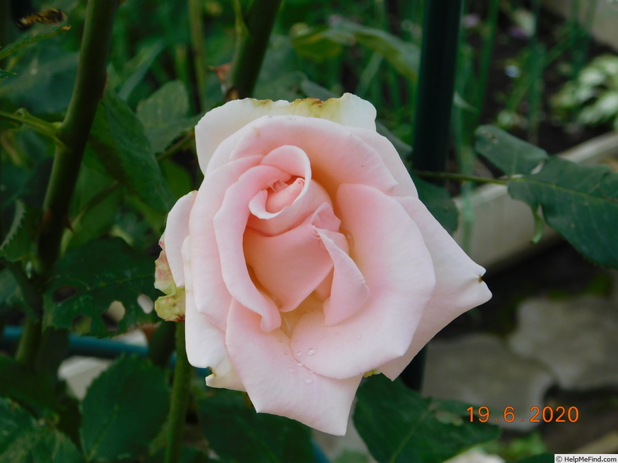 'Sweet Elegance ®' rose photo
