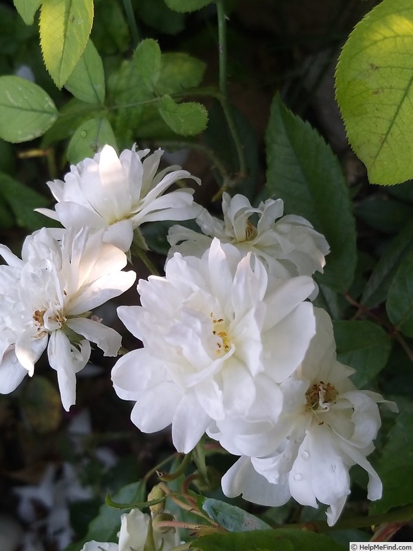 'Snow Goose' rose photo
