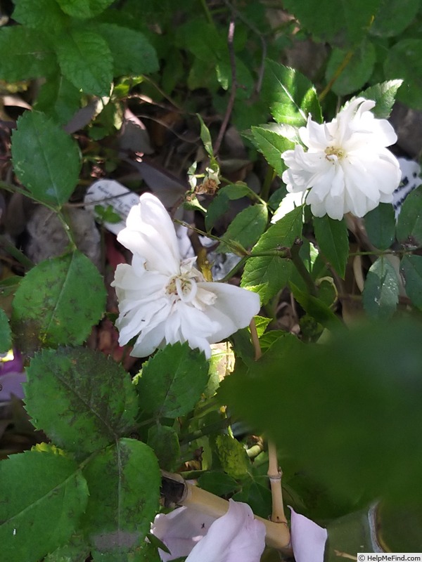 'Snow Goose' rose photo