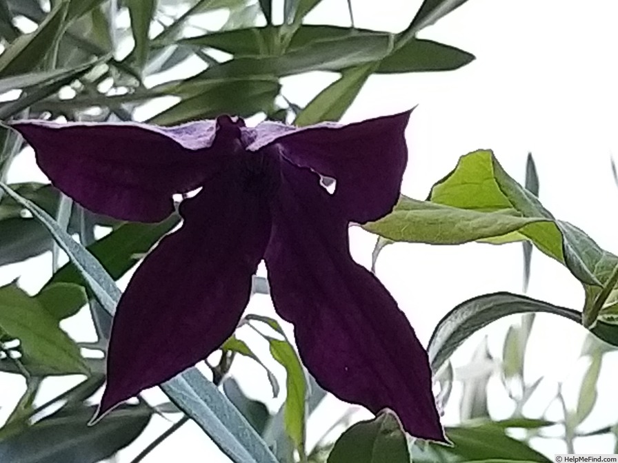 'C. viticella 'Black Prince'' clematis photo