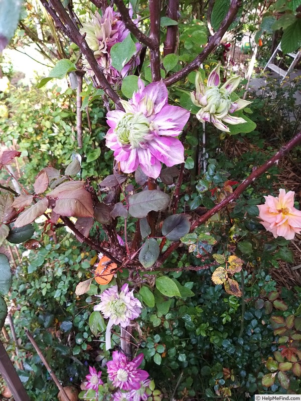 'Kaiser' clematis photo